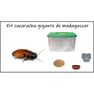 Kit Cucaracha gigante de Madagascar 